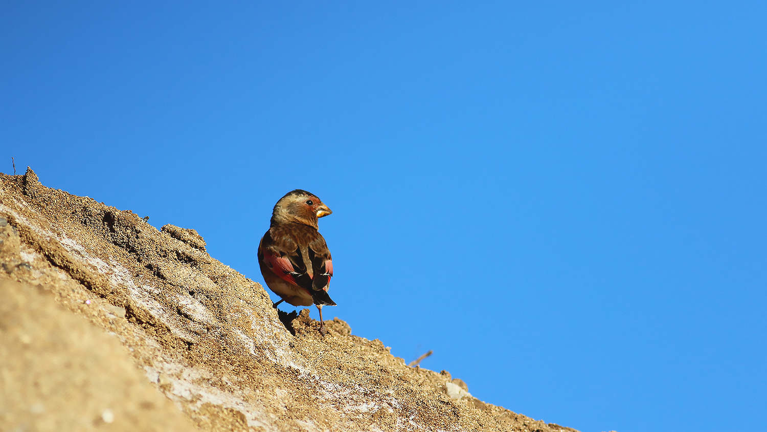 Crimson-winged Finch